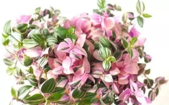 这些花都很“耐阴”，“角角落落”都能养，比绿萝吊兰有格调