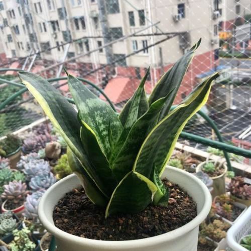虎皮兰开春真安静，盆里都不冒嫩芽，来招恨的催催芽