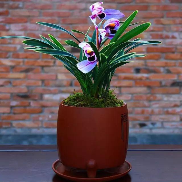 第一次见到花开紫色的兰花，叶带金边，花香四溢，建兰金边紫月荷