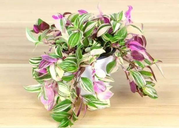 这些花都很“耐阴”，“角角落落”都能养，比绿萝吊兰有格调