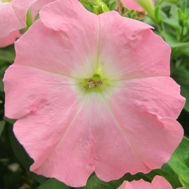 垂吊矮牵牛花——造景万能就是她！