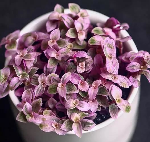 这些花都很“耐阴”，“角角落落”都能养，比绿萝吊兰有格调