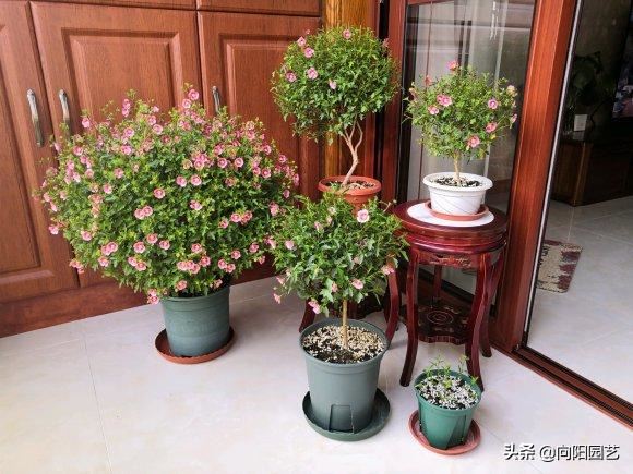 小木槿进入爆花期，光照要充足，小心“黑杆病”，瞬间变秃头