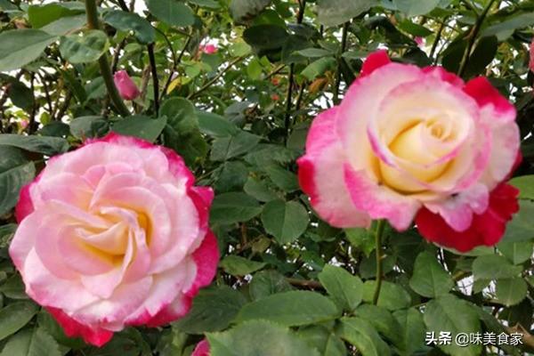 经典月季红双喜，面世40多年，屡获大奖，堪称花卉珍品！