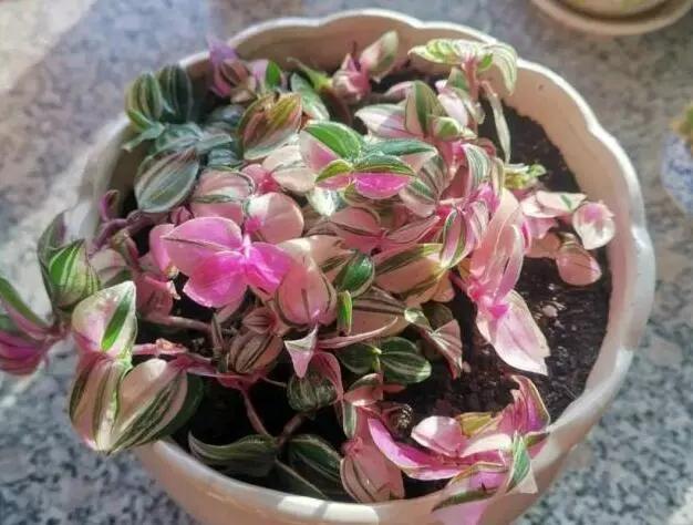 这些花都很“耐阴”，“角角落落”都能养，比绿萝吊兰有格调