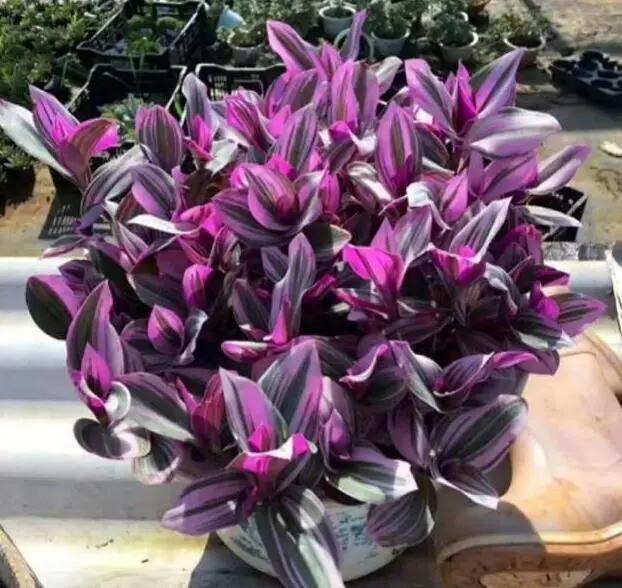 这些花都很“耐阴”，“角角落落”都能养，比绿萝吊兰有格调