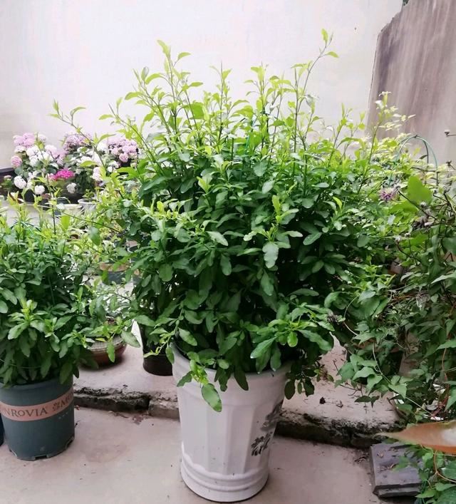 修剪好多次的蓝雪花还要修剪吗？再剪一次，开花爆盆成花球