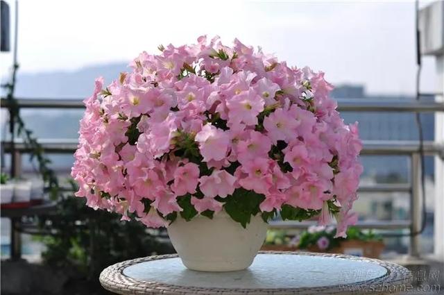垂吊矮牵牛花——造景万能就是她！