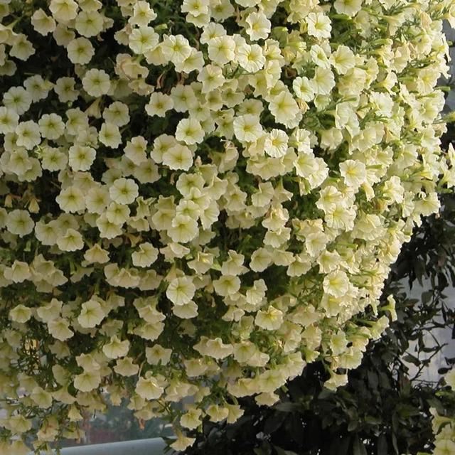垂吊矮牵牛花——造景万能就是她！