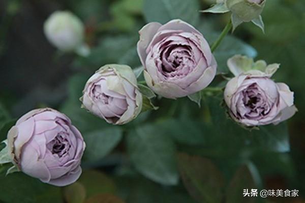 经典月季红双喜，面世40多年，屡获大奖，堪称花卉珍品！
