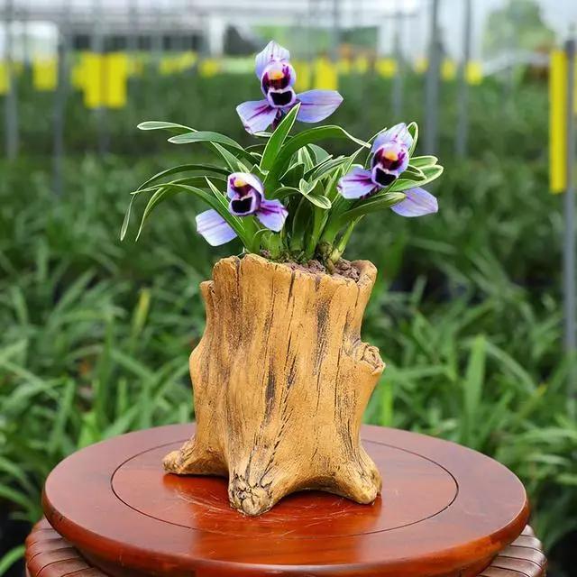第一次见到花开紫色的兰花，叶带金边，花香四溢，建兰金边紫月荷