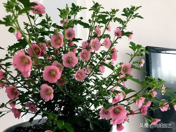小木槿进入爆花期，光照要充足，小心“黑杆病”，瞬间变秃头