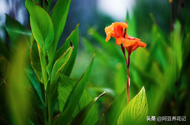 “5种”花偶尔淋淋雨，不会变“落汤鸡”，反而对生长有好处