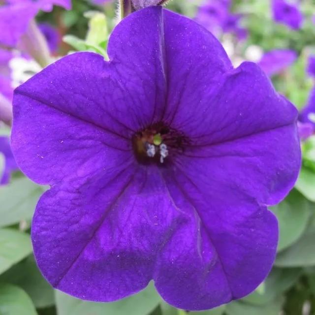 垂吊矮牵牛花——造景万能就是她！
