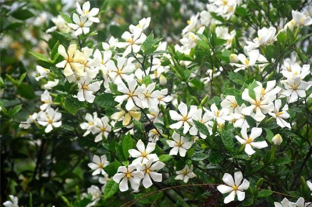 这几种水轮着浇，栀子花叶子油亮花香重，整夏都有栀子香