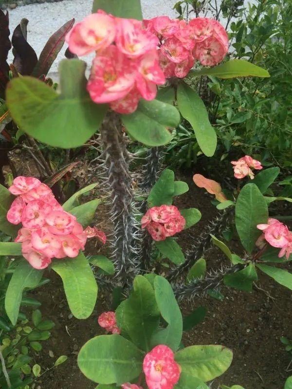 养户外高温暴晒能开花灿烂的虎刺梅，搬回家里却不断黄叶枯萎