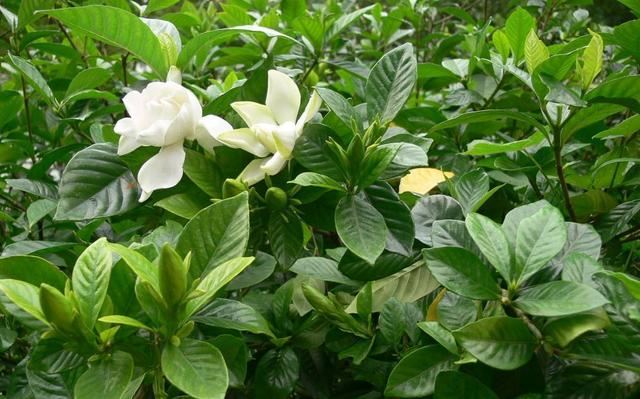 这几种水轮着浇，栀子花叶子油亮花香重，整夏都有栀子香