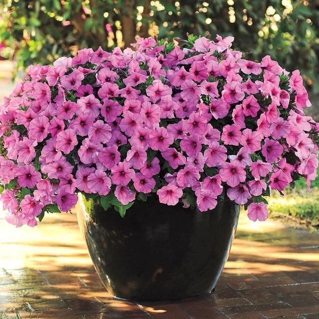 垂吊矮牵牛花——造景万能就是她！