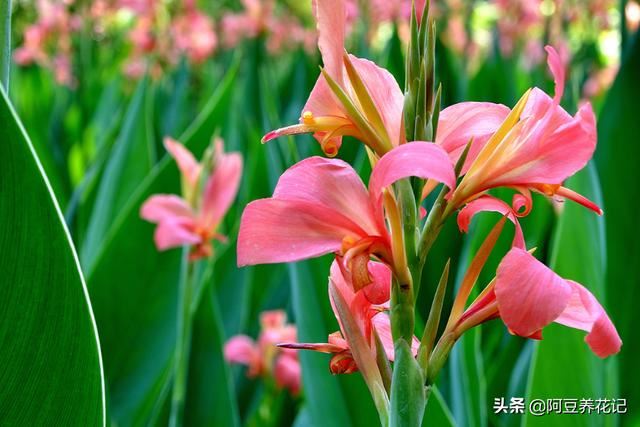 “5种”花偶尔淋淋雨，不会变“落汤鸡”，反而对生长有好处