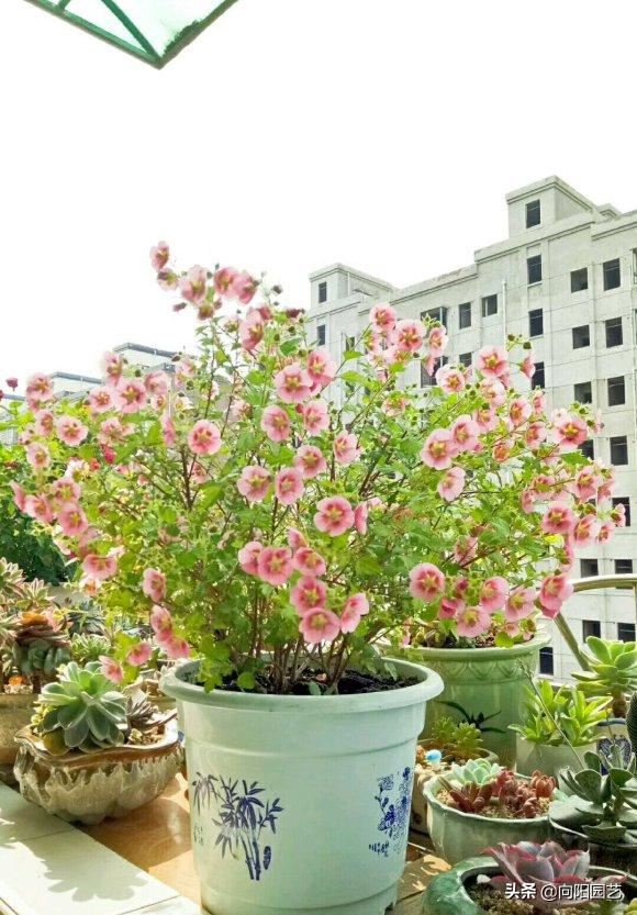 小木槿进入爆花期，光照要充足，小心“黑杆病”，瞬间变秃头