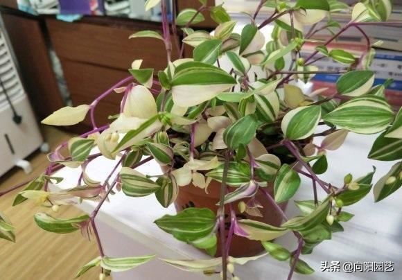 油画吊兰，吊兰中的“黄室”，阳台养几盆，繁殖幼芽往外卖