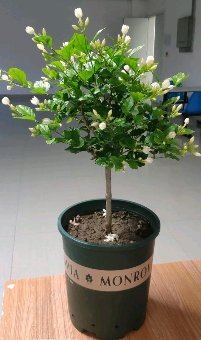 牢记茉莉花的“喜好”，开花持久，不黄叶烂根，整个夏天繁花似锦