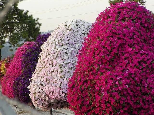 垂吊矮牵牛花——造景万能就是她！
