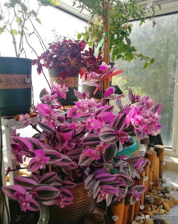 油画吊兰，吊兰中的“黄室”，阳台养几盆，繁殖幼芽往外卖