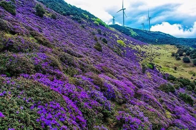 花朵美丽颜色鲜艳的紫蓝杜鹃