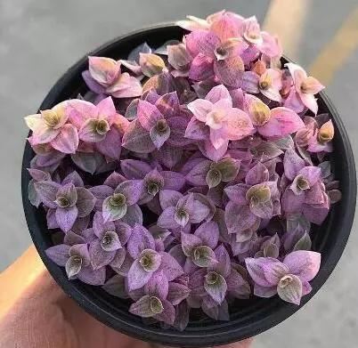 这些花都很“耐阴”，“角角落落”都能养，比绿萝吊兰有格调