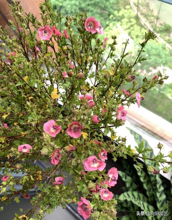 小木槿进入爆花期，光照要充足，小心“黑杆病”，瞬间变秃头