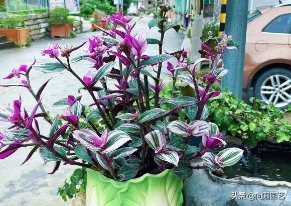 油画吊兰，吊兰中的“黄室”，阳台养几盆，繁殖幼芽往外卖