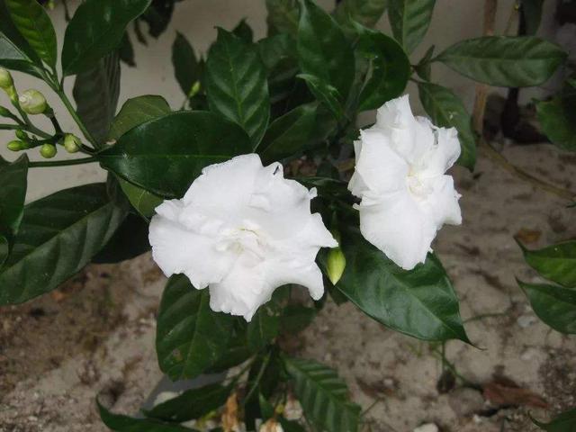 这几种水轮着浇，栀子花叶子油亮花香重，整夏都有栀子香