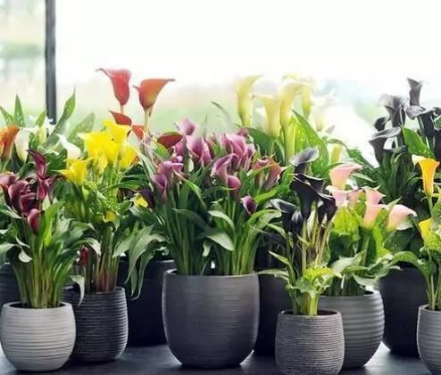 这些花都很“耐阴”，“角角落落”都能养，比绿萝吊兰有格调