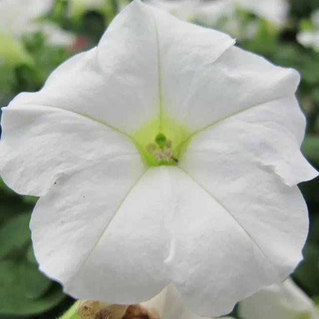 垂吊矮牵牛花——造景万能就是她！