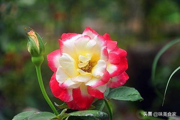 经典月季红双喜，面世40多年，屡获大奖，堪称花卉珍品！
