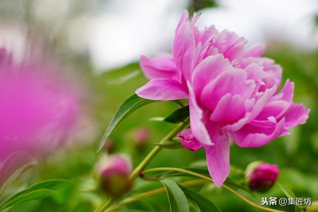 中國傳統名花芍藥栽培賞析與寒梅為友寧為花相不爭春