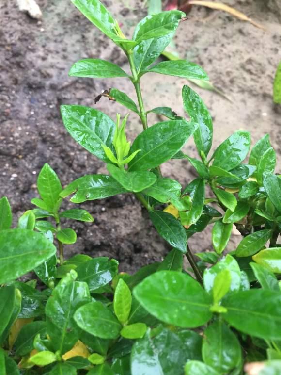 栀子花“地栽”以后大变样，叶子油绿、枝干粗，开花大又白