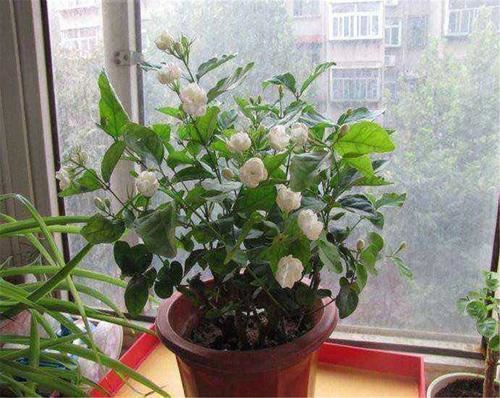 茉莉要“提前”养，做好这3点，夏天开花很简单花香飘远