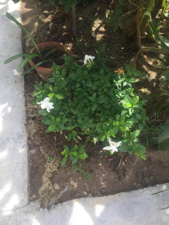 栀子花“地栽”以后大变样，叶子油绿、枝干粗，开花大又白