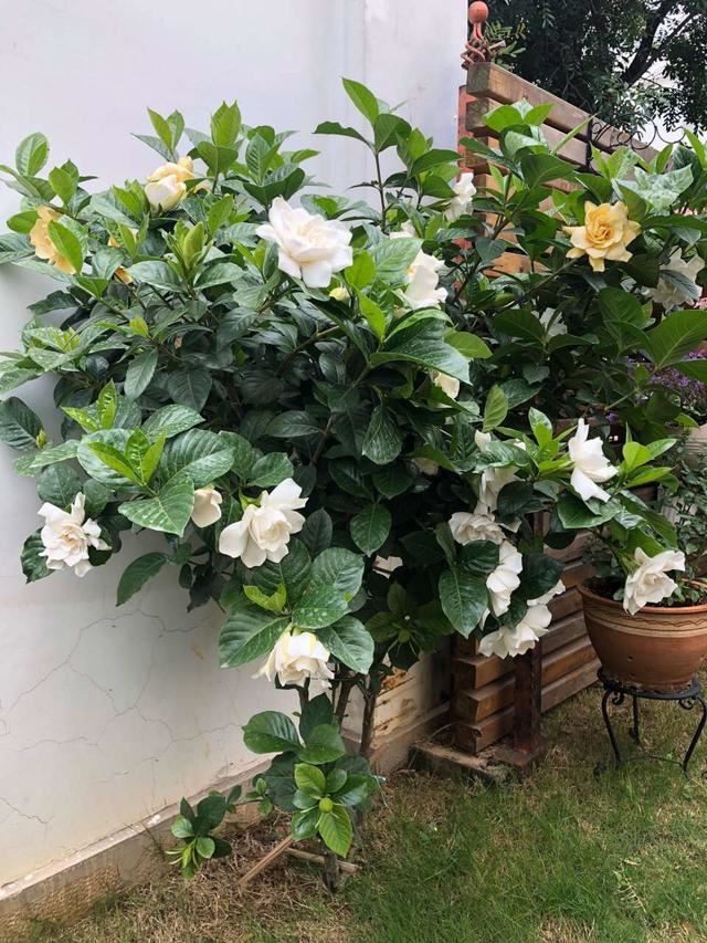 栀子花“地栽”以后大变样，叶子油绿、枝干粗，开花大又白