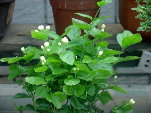 茉莉要“提前”养，做好这3点，夏天开花很简单花香飘远