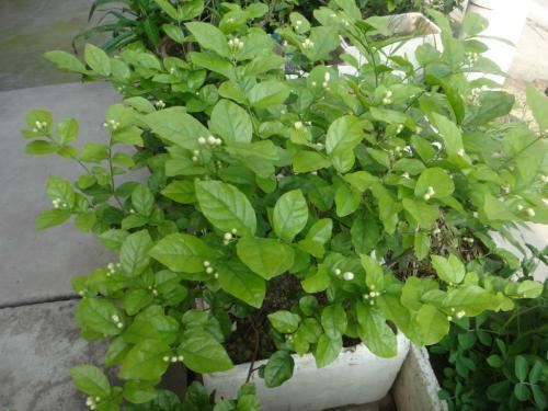 茉莉要“提前”养，做好这3点，夏天开花很简单花香飘远