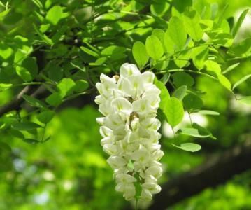 刺槐怎么种植