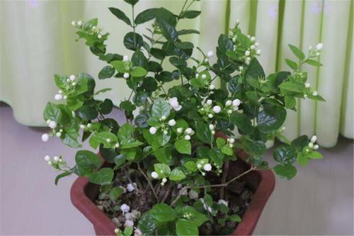 茉莉要“提前”养，做好这3点，夏天开花很简单花香飘远