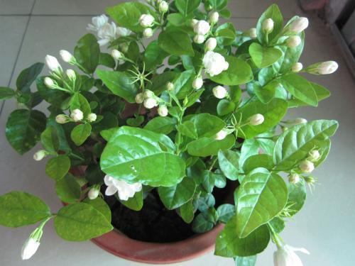 茉莉要“提前”养，做好这3点，夏天开花很简单花香飘远
