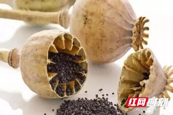 硬核科普:百闻不如一见 教你辨别罂粟花_行业动态_苗优信息网_