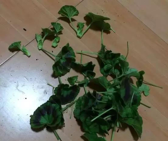 天竺葵是“夏必死”？教你3招轻松度夏，入秋花朵爆盆