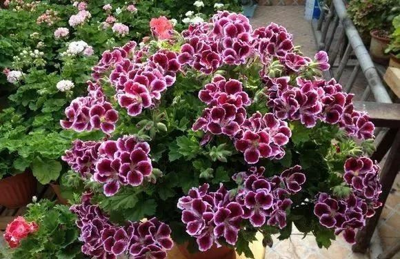 天竺葵是“夏必死”？教你3招轻松度夏，入秋花朵爆盆