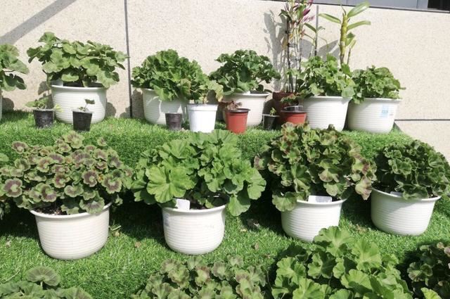 天竺葵是“夏必死”？教你3招轻松度夏，入秋花朵爆盆